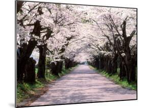 Row of Cherry Trees-null-Mounted Photographic Print