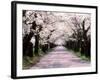 Row of Cherry Trees-null-Framed Photographic Print