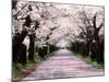 Row of Cherry Trees-null-Mounted Photographic Print