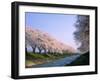 Row of Cherry Trees-null-Framed Photographic Print