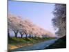 Row of Cherry Trees-null-Mounted Photographic Print