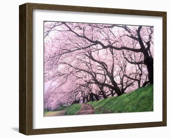 Row of Cherry Trees-null-Framed Photographic Print