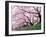 Row of Cherry Trees-null-Framed Photographic Print