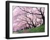 Row of Cherry Trees-null-Framed Photographic Print