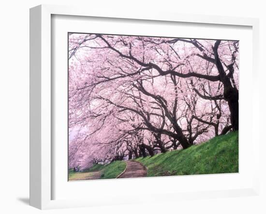 Row of Cherry Trees-null-Framed Photographic Print