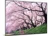 Row of Cherry Trees-null-Mounted Photographic Print