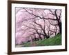 Row of Cherry Trees-null-Framed Photographic Print