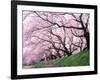 Row of Cherry Trees-null-Framed Photographic Print