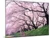 Row of Cherry Trees-null-Mounted Photographic Print