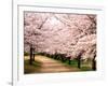 Row of Cherry Trees-null-Framed Photographic Print