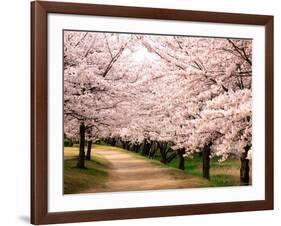 Row of Cherry Trees-null-Framed Photographic Print