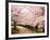 Row of Cherry Trees-null-Framed Photographic Print