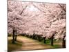 Row of Cherry Trees-null-Mounted Photographic Print