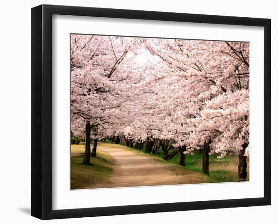 Row of Cherry Trees-null-Framed Photographic Print