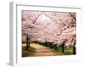 Row of Cherry Trees-null-Framed Photographic Print