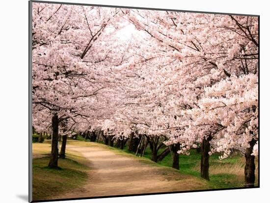 Row of Cherry Trees-null-Mounted Photographic Print