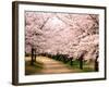 Row of Cherry Trees-null-Framed Photographic Print