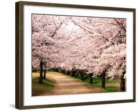 Row of Cherry Trees-null-Framed Photographic Print