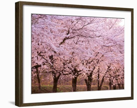 Row of Cherry Trees-null-Framed Photographic Print