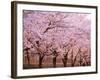 Row of Cherry Trees-null-Framed Photographic Print