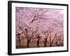 Row of Cherry Trees-null-Framed Photographic Print