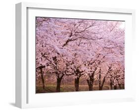 Row of Cherry Trees-null-Framed Photographic Print