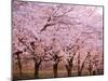 Row of Cherry Trees-null-Mounted Photographic Print