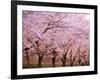 Row of Cherry Trees-null-Framed Photographic Print