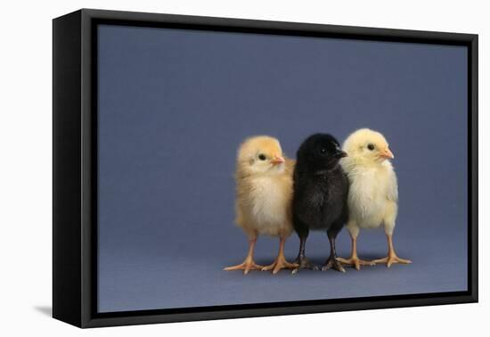 Row of Chicks-DLILLC-Framed Stretched Canvas