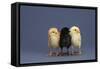 Row of Chicks-DLILLC-Framed Stretched Canvas