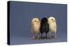 Row of Chicks-DLILLC-Stretched Canvas