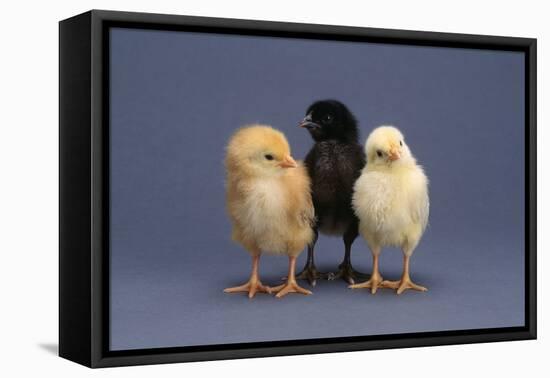 Row of Chicks-DLILLC-Framed Stretched Canvas