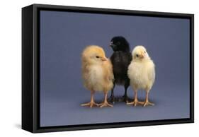 Row of Chicks-DLILLC-Framed Stretched Canvas