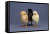 Row of Chicks-DLILLC-Framed Stretched Canvas