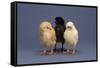 Row of Chicks-DLILLC-Framed Stretched Canvas