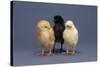 Row of Chicks-DLILLC-Stretched Canvas