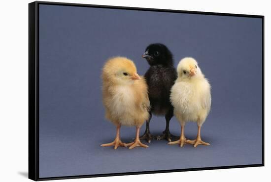 Row of Chicks-DLILLC-Framed Stretched Canvas