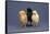 Row of Chicks-DLILLC-Framed Stretched Canvas