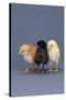 Row of Chicks-DLILLC-Stretched Canvas