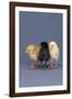 Row of Chicks-DLILLC-Framed Photographic Print