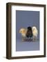 Row of Chicks-DLILLC-Framed Photographic Print