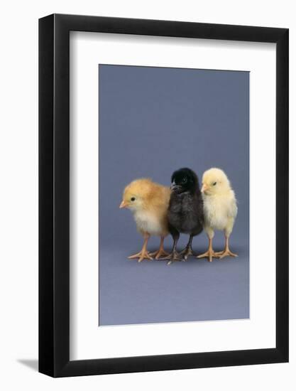 Row of Chicks-DLILLC-Framed Photographic Print