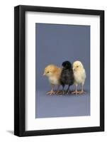 Row of Chicks-DLILLC-Framed Photographic Print