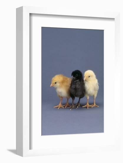 Row of Chicks-DLILLC-Framed Photographic Print