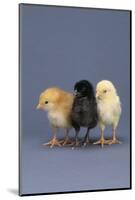 Row of Chicks-DLILLC-Mounted Photographic Print
