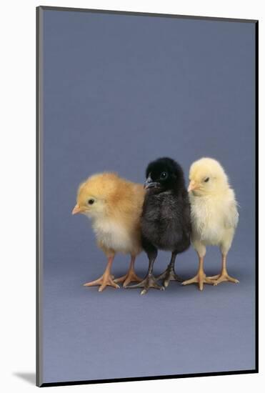 Row of Chicks-DLILLC-Mounted Photographic Print