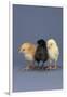 Row of Chicks-DLILLC-Framed Photographic Print