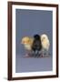 Row of Chicks-DLILLC-Framed Photographic Print