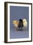 Row of Chicks-DLILLC-Framed Photographic Print