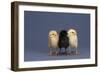 Row of Chicks-DLILLC-Framed Photographic Print